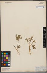 Foto von Salix tenuijulis Ledeb.